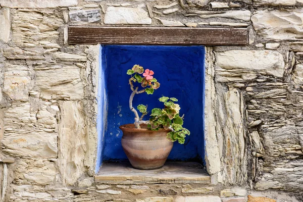Fiore Nel Vecchio Vaso — Foto Stock