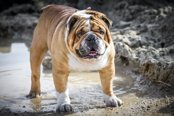 Porträtt Vacker Engelsk Bulldogg — Stockfoto