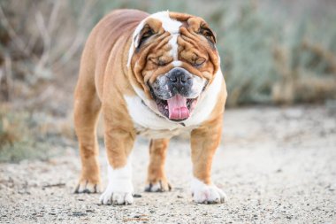 Güzel İngiliz bulldog 'unun portresi