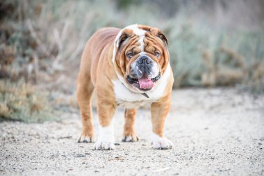 Güzel İngiliz bulldog 'unun portresi