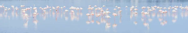 Beautiful Flamingos Salt Lake — Stock Photo, Image