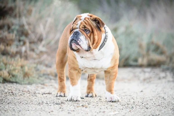 Retrato Hermoso Bulldog Inglés —  Fotos de Stock