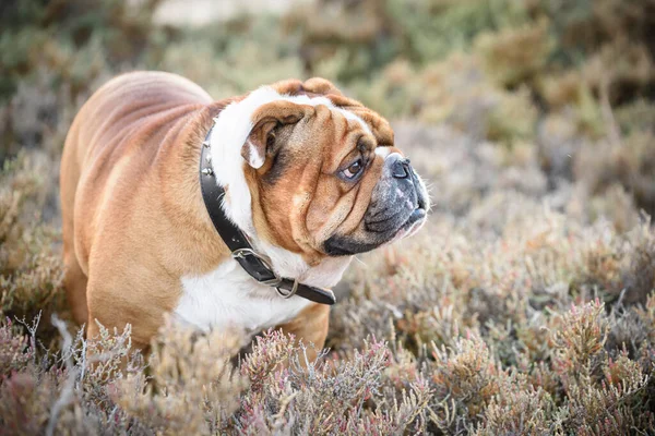 Retrato Hermoso Bulldog Inglés —  Fotos de Stock