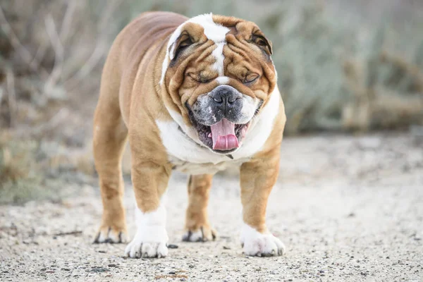 Retrato Belo Bulldog Inglês — Fotografia de Stock