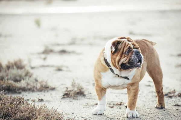 Ritratto Bellissimo Bulldog Inglese — Foto Stock