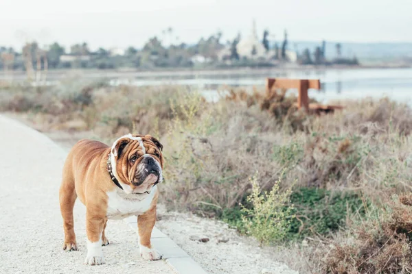 Retrato Belo Bulldog Inglês — Fotografia de Stock