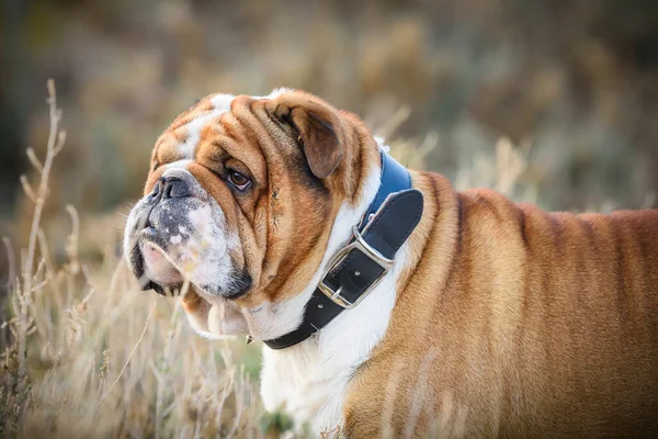 Portret Van Een Prachtige Engelse Bulldog — Stockfoto