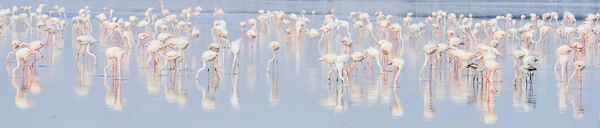 Flamingo Frumos Lac Sărat Imagini stoc fără drepturi de autor