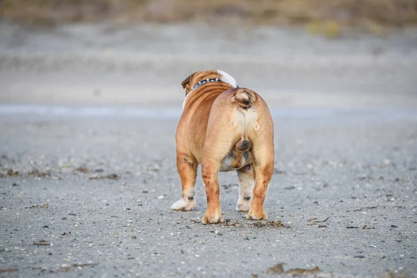 Portret Pięknego Angielskiego Buldoga Obraz Stockowy