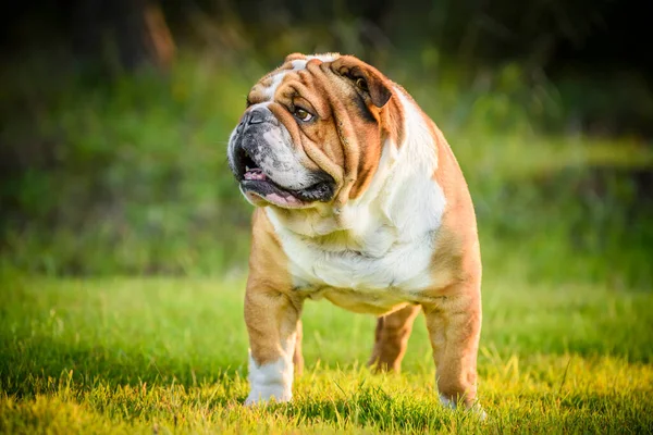 Schöne Englische Bulldogge Freien — Stockfoto