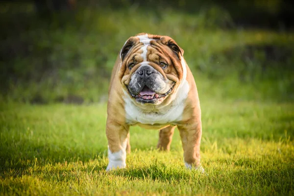 Bellissimo Bulldog Inglese All Aperto — Foto Stock