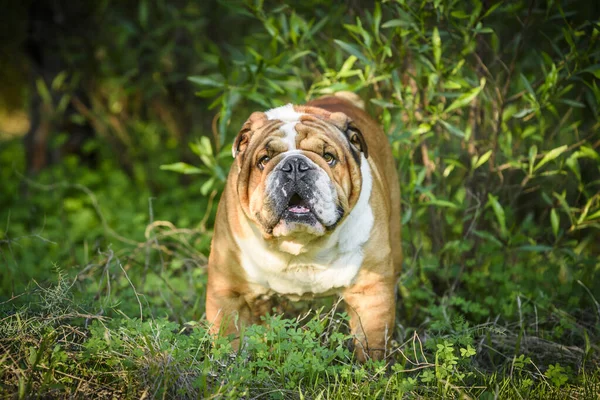 Piękny Angielski Bulldog Outdoor — Zdjęcie stockowe