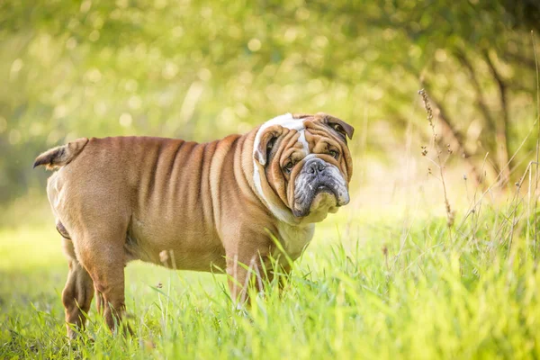 Mooie Engelse Bulldog Outdoor — Stockfoto