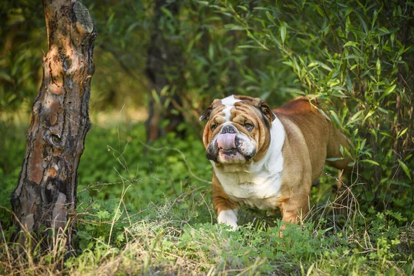 Mooie Engelse Bulldog Outdoor — Stockfoto