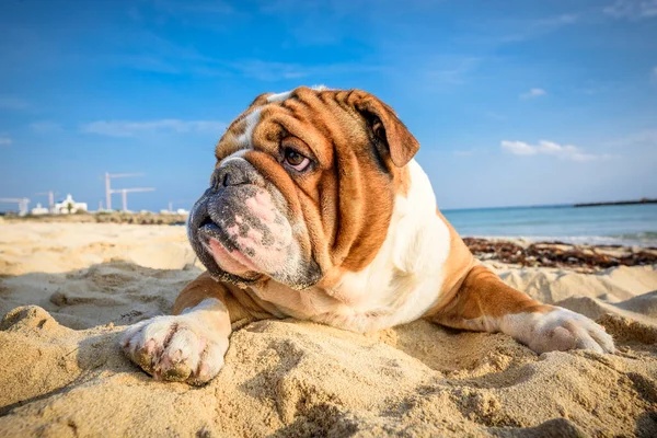 Retrato Bulldog Inglés Adorable —  Fotos de Stock