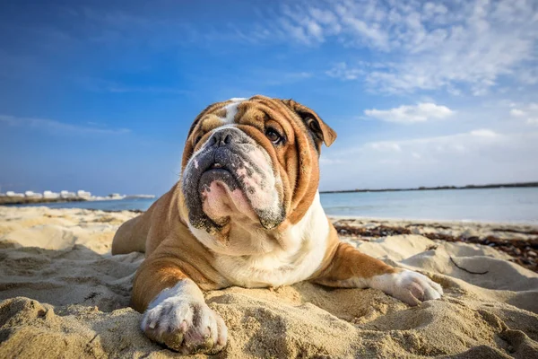 Retrato Bulldog Inglés Adorable —  Fotos de Stock