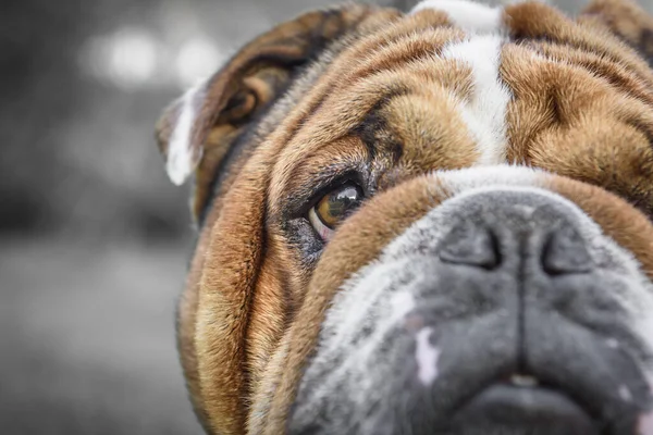 Portret Zabawnego Angielskiego Buldoga — Zdjęcie stockowe