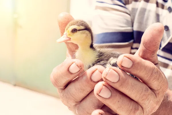 Farmer holding little duck — Stock Photo, Image