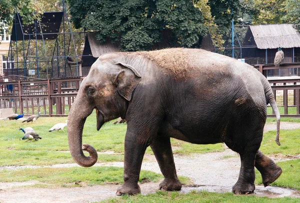 在动物园里的大象 — 图库照片