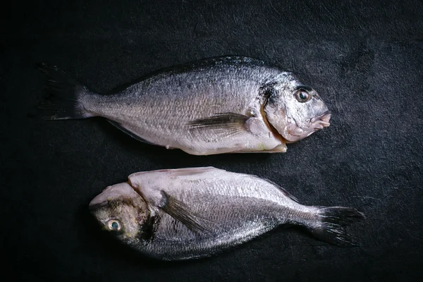 Gilthead fish — Stock Image Gilthead fish Stock Picture