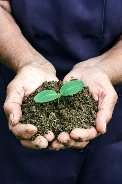 Female holding the small plant in her hands — Stock Photo, Image