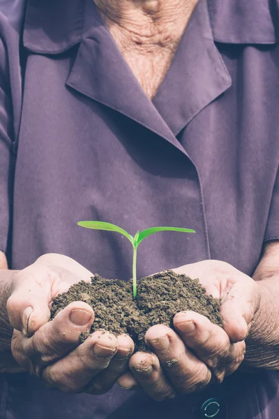 Green plant in the old female hands — Stock Photo, Image