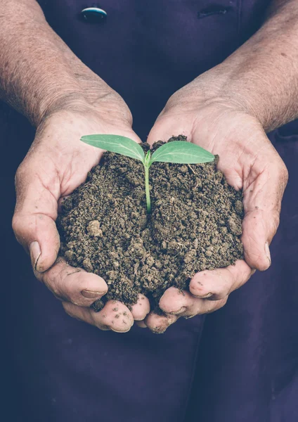 Plant in the old female hands — Stock Photo, Image