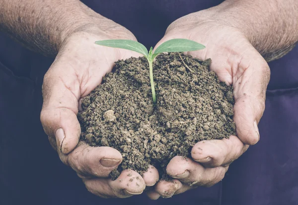 Plant in the old female hands — Stock Photo, Image