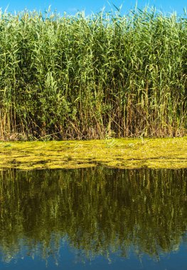 Bataklık ağaçlar su