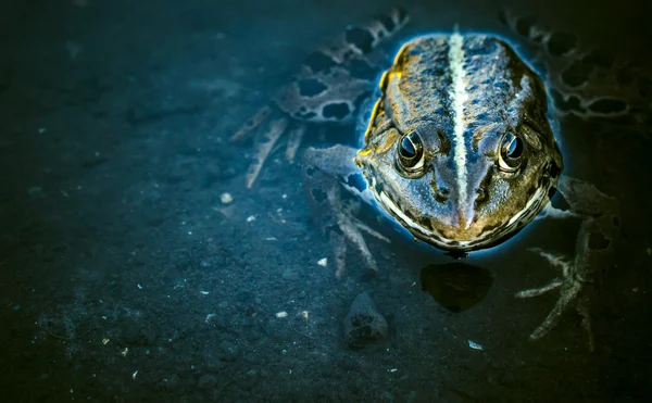 Frosch im Wasser — Stockfoto