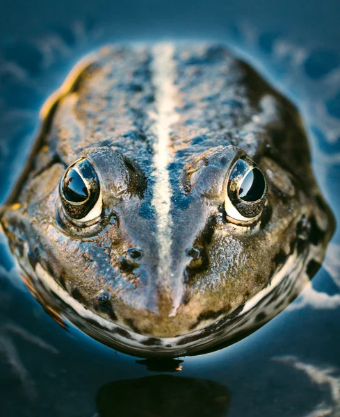 Froschkopf — Stockfoto