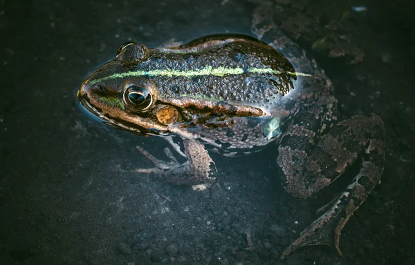 Žába ve vodě — Stock fotografie