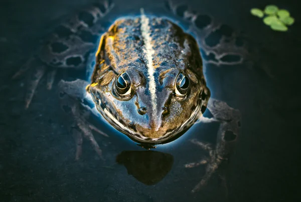 Cabeza de rana — Foto de Stock