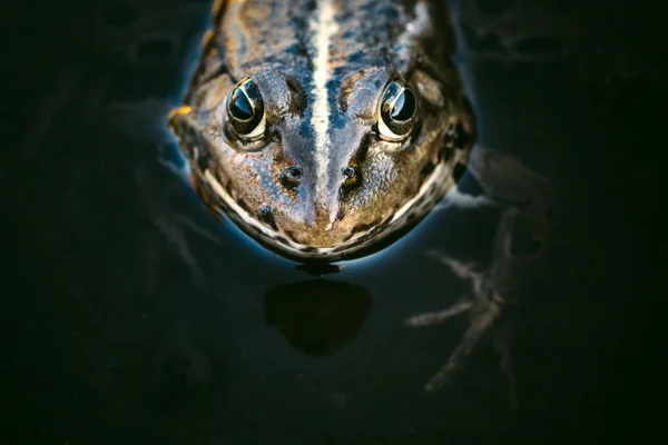 Head of frog — Stock Photo, Image