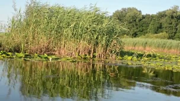 Fauna y flora en el pantano — Vídeo de stock