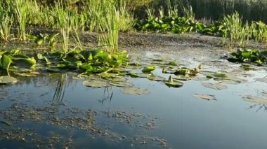 Fauna ve flora görünümünü bataklık üzerinde