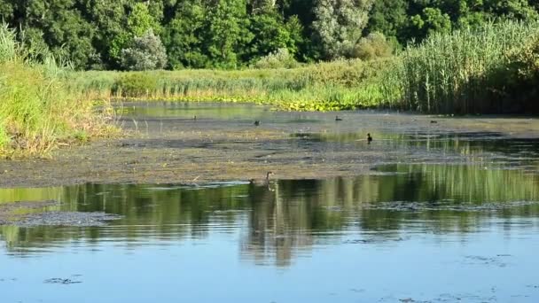 View of fauna and flora on swamp — Stock Video