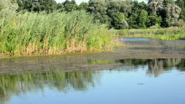 fauna ve flora bataklık üzerinde