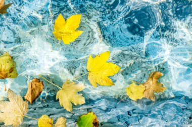 Sarı sonbahar yaprakları