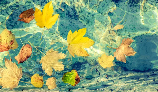 Feuilles jaunes d'automne — Photo