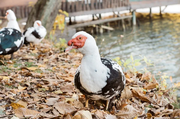 Moskauer Ente im Freien — Stockfoto
