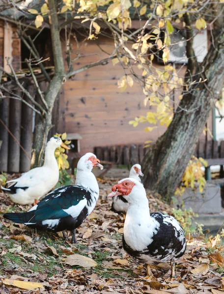 Kachna pižmová venkovní — Stock fotografie