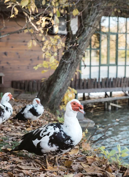 Barbarijse eenden buiten — Stockfoto