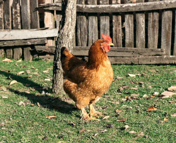 Çiftlikte tavuk — Stok fotoğraf