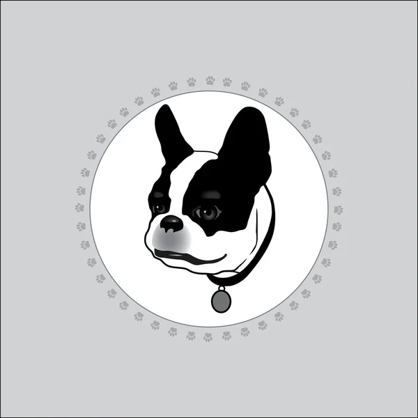 Köpek siyah noktalar ile beyaz. 