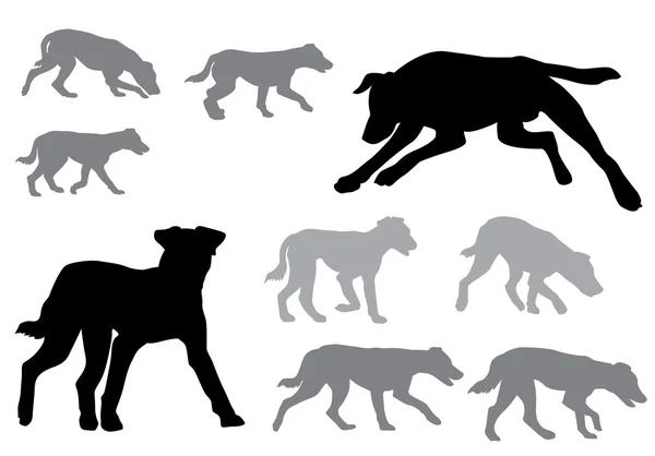 Köpek. Köpek yürüyüş