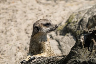 Meerkat bakan açık Hayvanat Bahçesi
