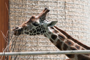 Zürafa ağaç şube yeme açık Hayvanat Bahçesi