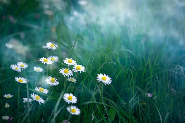 Ανοιξιάτικο ή καλοκαιρινό λουλούδι φόντο με μαργαρίτες — Φωτογραφία Αρχείου