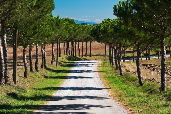 Country Road — Stock Photo, Image